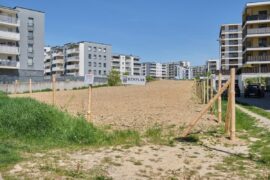 konopie jantarowa hemplab