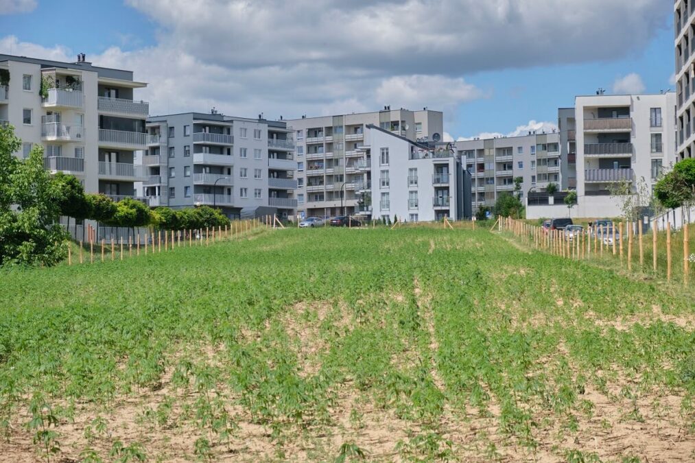 Na półhektarowym polu pomiędzy blokami rosną konopie. Rośliny mają już ok. 30-40 cm 1 Pole konopi włóknistych na Węglinie w Lublinie