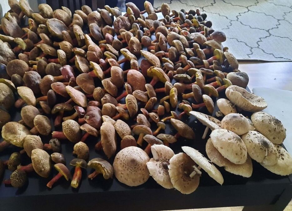 Kanie, podgrzybki i koźlaki