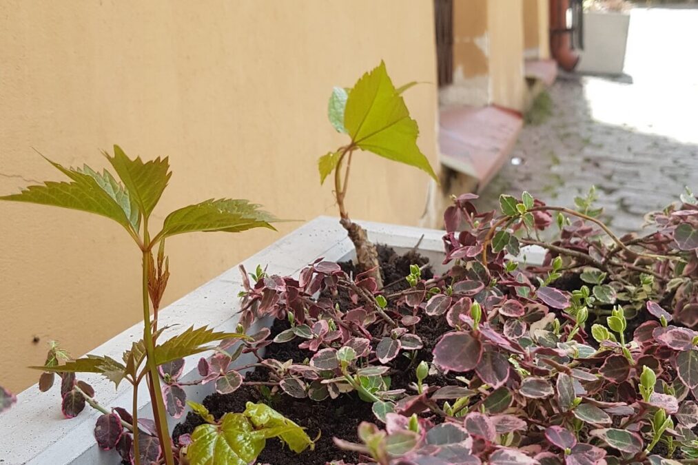 Nowa zieleń w centrum Lublina. Grusze na pl. Wolności, pnącza na Starym Mieście, rabata na placu Po Farze 2 Pnącza na Starym Mieście