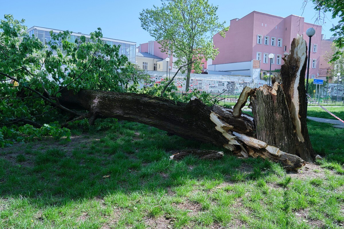 Najpierw było słychać trzaski, a po chwili drzewo runęło na pobliski plac zabaw. Cudem uniknął śmierci! 1 Drzewo spadło na plac zabaw w centrum Lublina