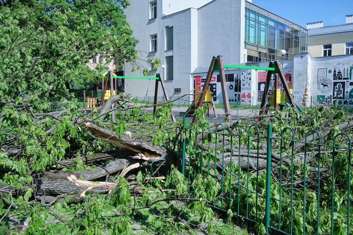 Najpierw było słychać trzaski, a po chwili drzewo runęło na pobliski plac zabaw. Cudem uniknął śmierci! 4 Drzewo spadło na plac zabaw w centrum Lublina
