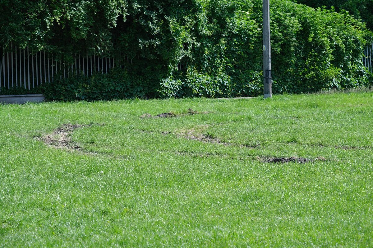 Ciężki sprzęt wojskowy wjechał na Błonia pod Zamkiem. Zniszczyli trawę, narobili kolein 3 Uszkodzony trawnik na Błoniach pod Zamkiem