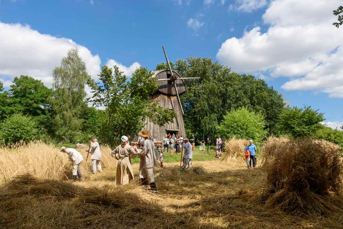Żniwowanie w lubelskim skansenie. Muzeum Wsi Lubelskiej zaprasza w tę niedzielę! Harmonogram wydarzenia 1 Żniwowanie w Skansenie w Lublinie