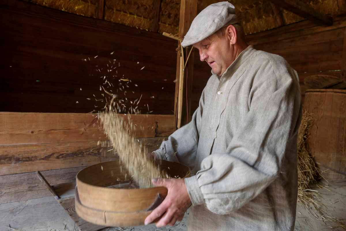Żniwowanie w lubelskim skansenie. Muzeum Wsi Lubelskiej zaprasza w tę niedzielę! Harmonogram wydarzenia 2 Żniwowanie w Skansenie w Lublinie