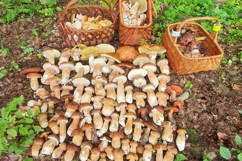 Grzyby w województwie lubelskim. Nowy wysyp grzybów Lublin i okolica. Pełne koszyki i wiaderka 11 Grzyby w Lubelskim wysyp
