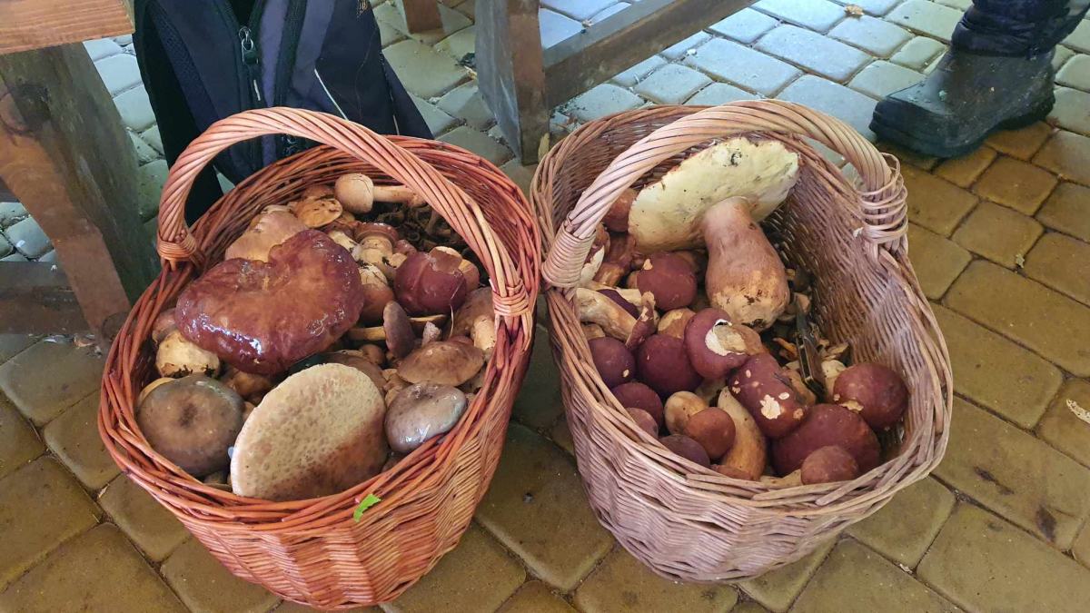 Grzyby w województwie lubelskim. Nowy wysyp grzybów Lublin i okolica. Pełne koszyki i wiaderka 9 koszyki pełne grzybów lubelskie