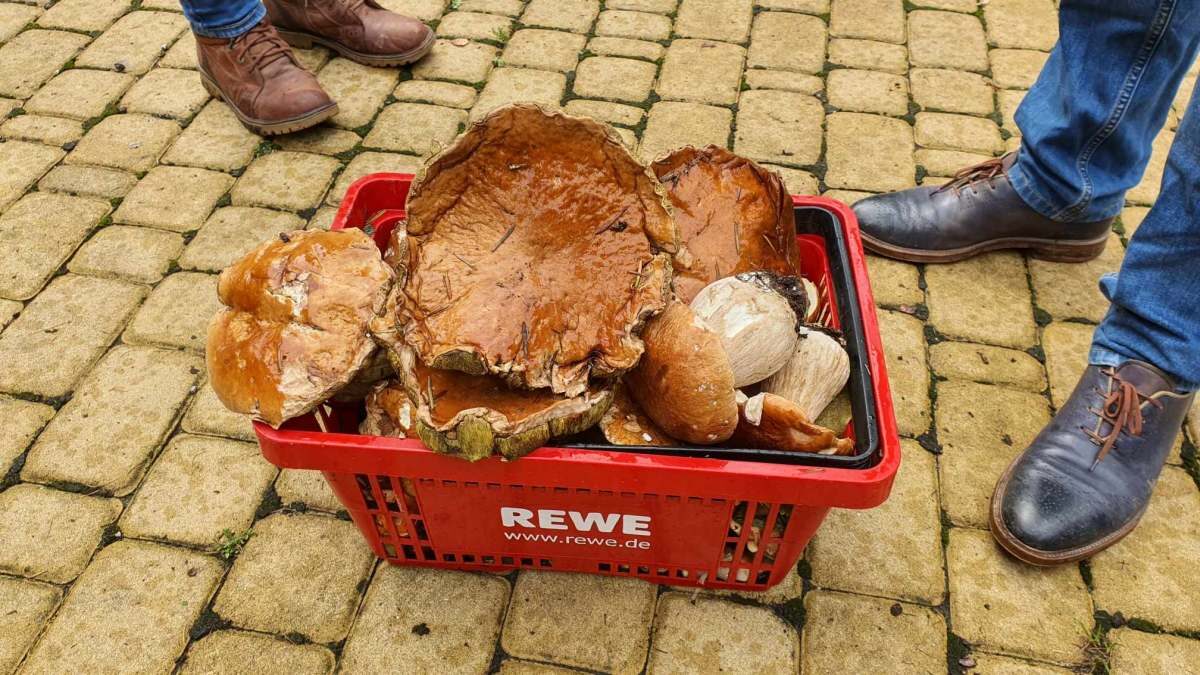 Grzyby w województwie lubelskim. Nowy wysyp grzybów Lublin i okolica. Pełne koszyki i wiaderka 2 koszyk pełen grzybów