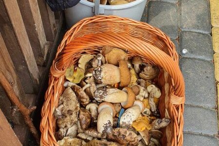 Grzyby w województwie lubelskim. Nowy wysyp grzybów Lublin i okolica. Pełne koszyki i wiaderka 3 koszyk pełen grzybów