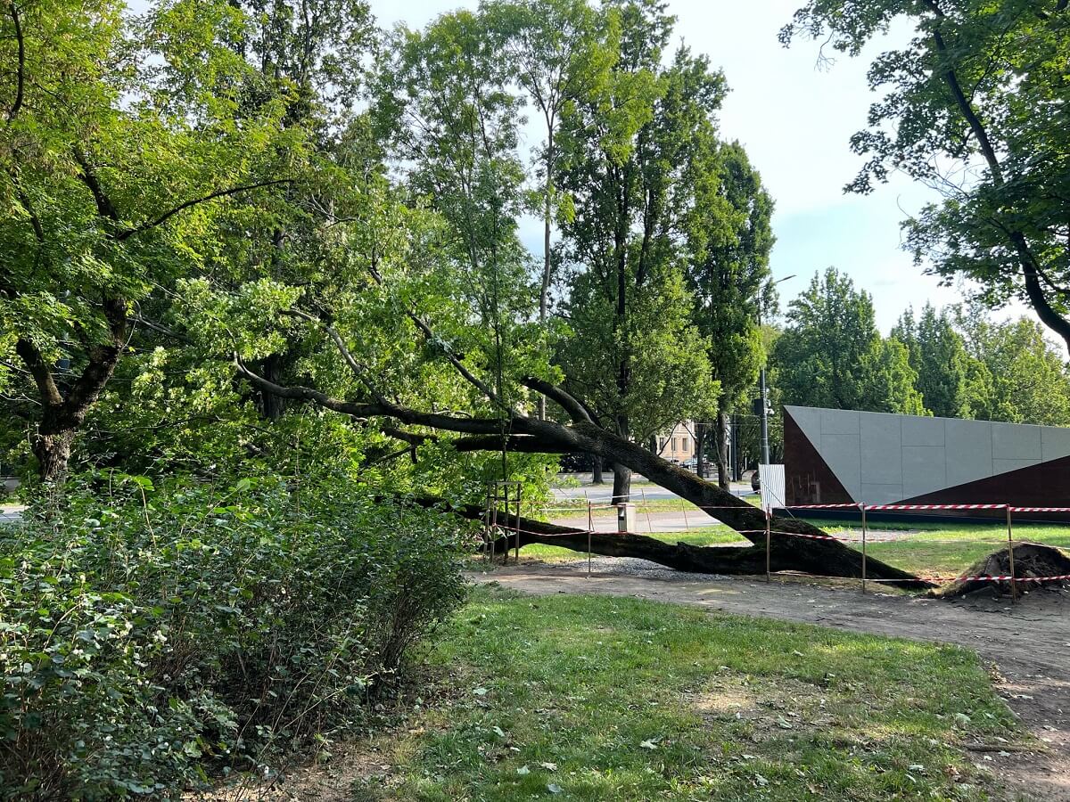 Piesi uciekali przed walącym się drzewem w centrum Lublina. Nie ma przejścia 1 Drzewo runęło na chodnik i ścieżkę rowerową przy Centrum Spotkania Kultur