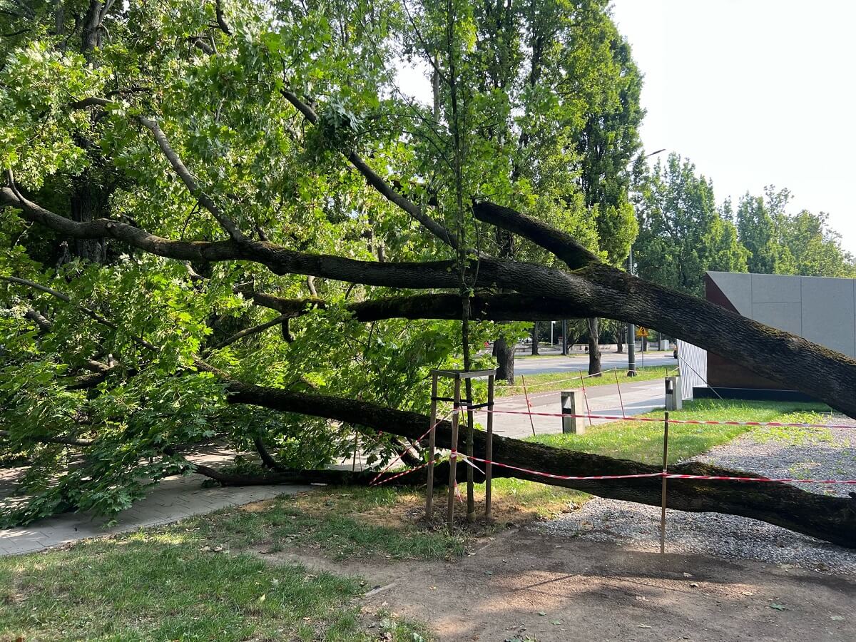 Piesi uciekali przed walącym się drzewem w centrum Lublina. Nie ma przejścia 2 Drzewo runęło na chodnik i ścieżkę rowerową przy Centrum Spotkania Kultur