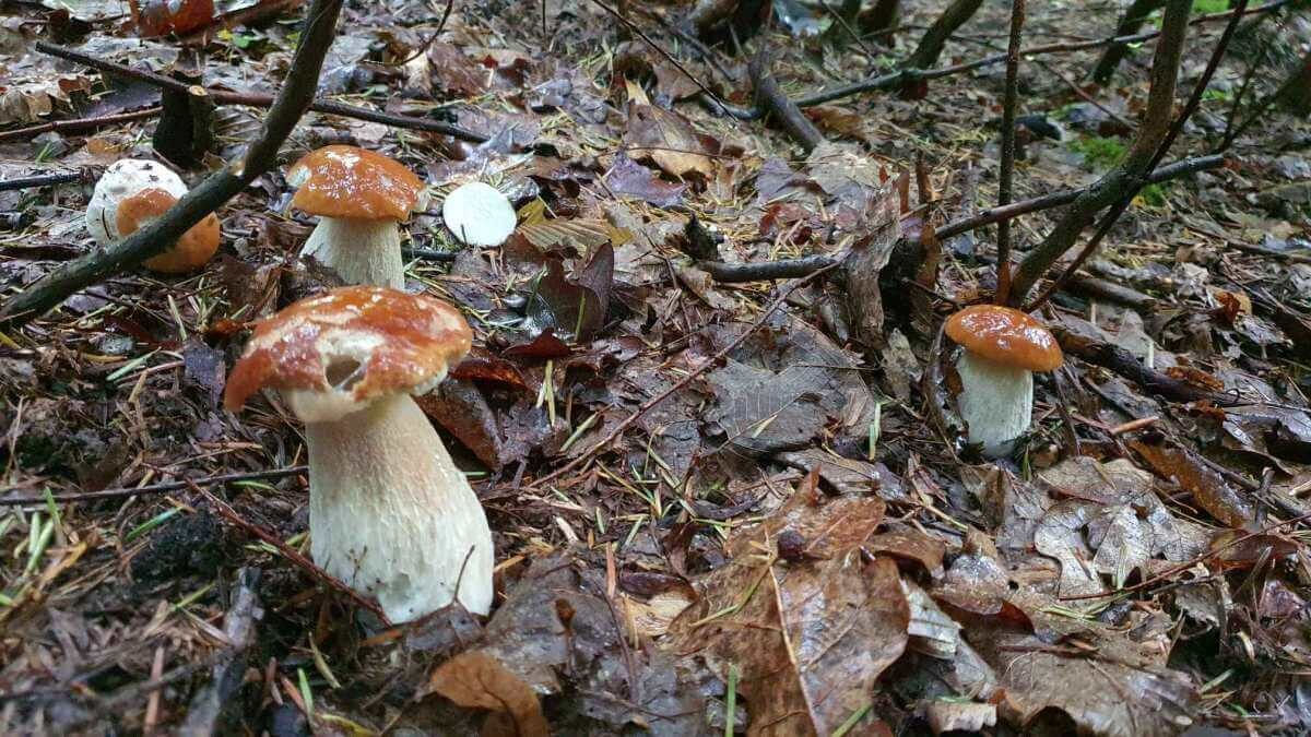Wysyp grzybów w lasach, gdzie ich szukać? Zapytaliśmy u źródła. Opieńki, rydze, borowiki szlachetne, boczniaki w woj. lubelskim 1 grzybobranie Lubelskie 2023