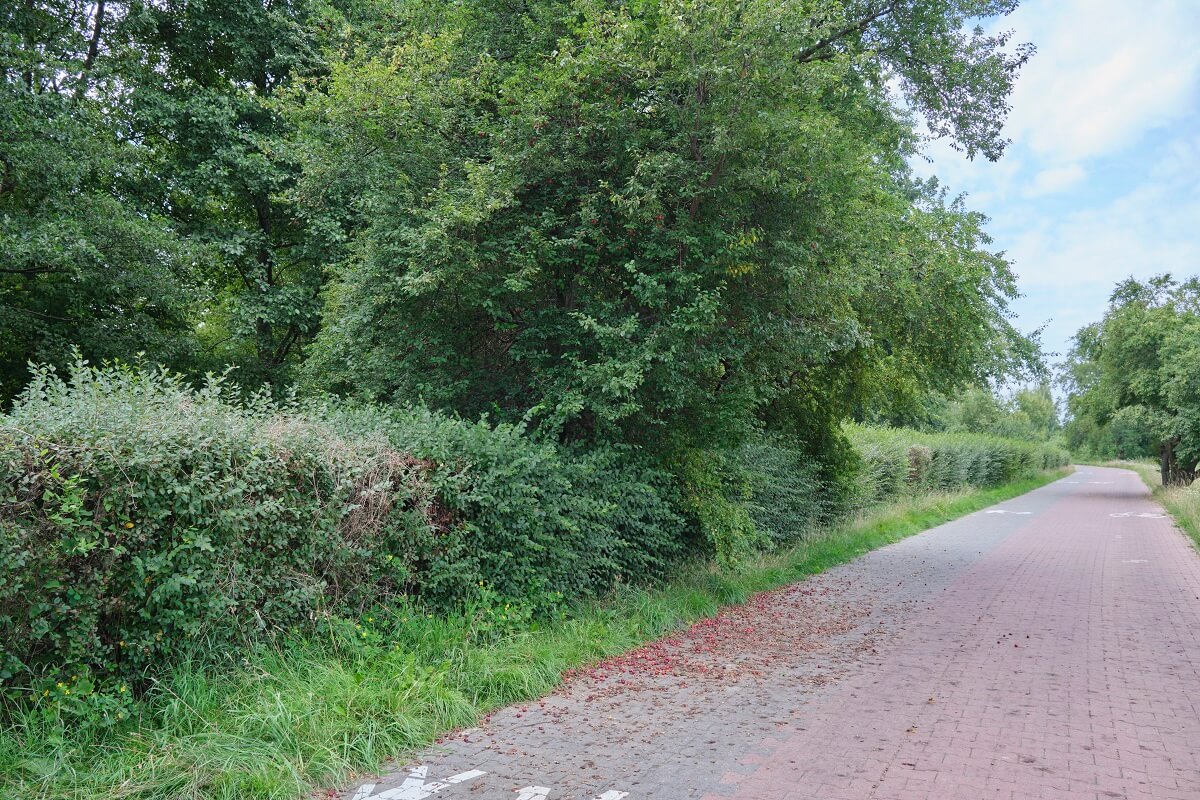 Darmowe owoce w Lublinie? Nic, tylko rwać 2 Drzewo mirabelki czerwonej