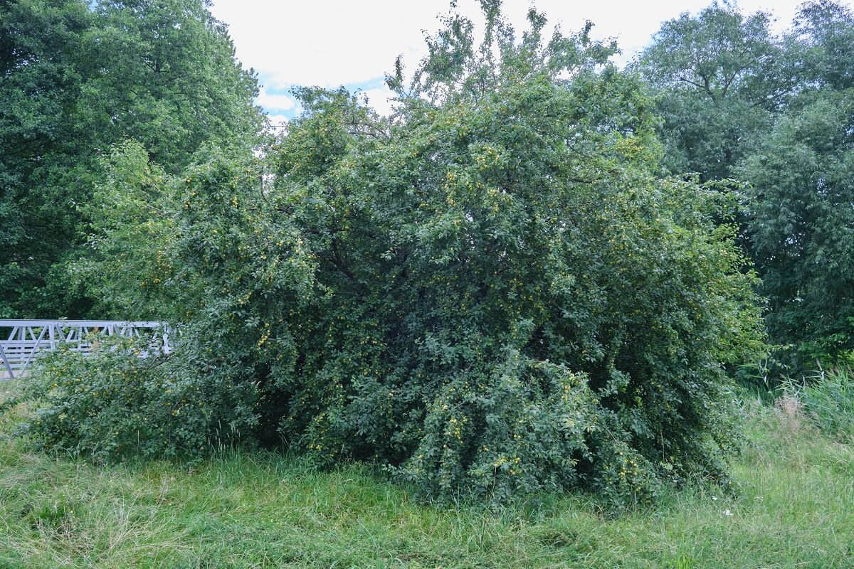 Darmowe owoce w Lublinie? Nic, tylko rwać 1 Drzewo mirabelki żółtej