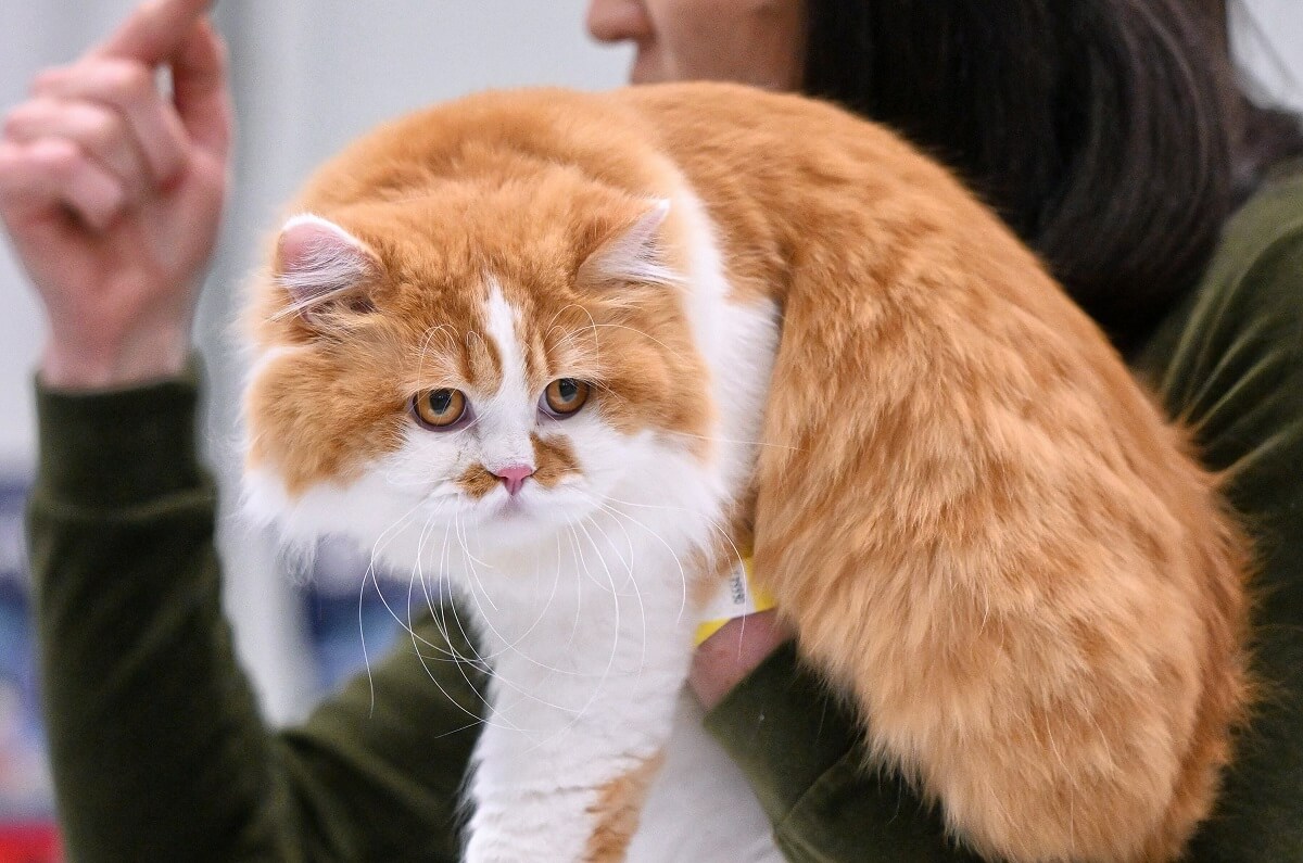 Kot