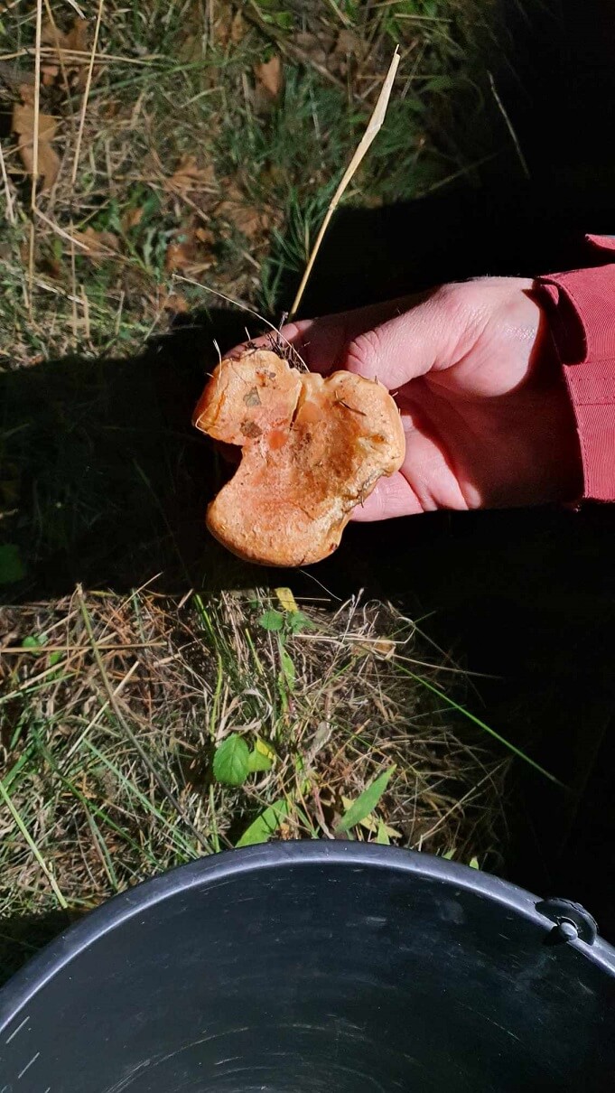 Wysyp grzybów w lasach, gdzie ich szukać? Zapytaliśmy u źródła. Opieńki, rydze, borowiki szlachetne, boczniaki w woj. lubelskim 8 Rydz