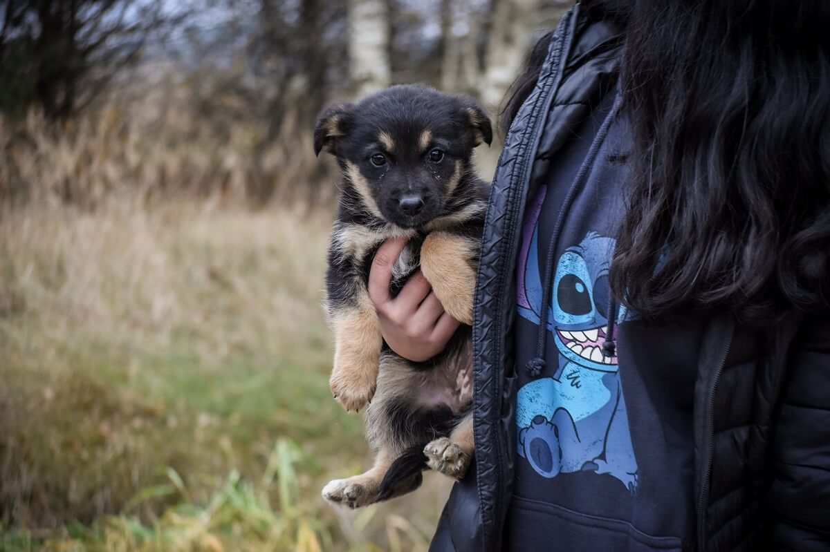 Nowodworskie spacery. Szansa na adopcje dla psów ze schroniska. Każdy może pomóc zwierzakowi. Jak to działa? 4 Szczeniak ze schroniska