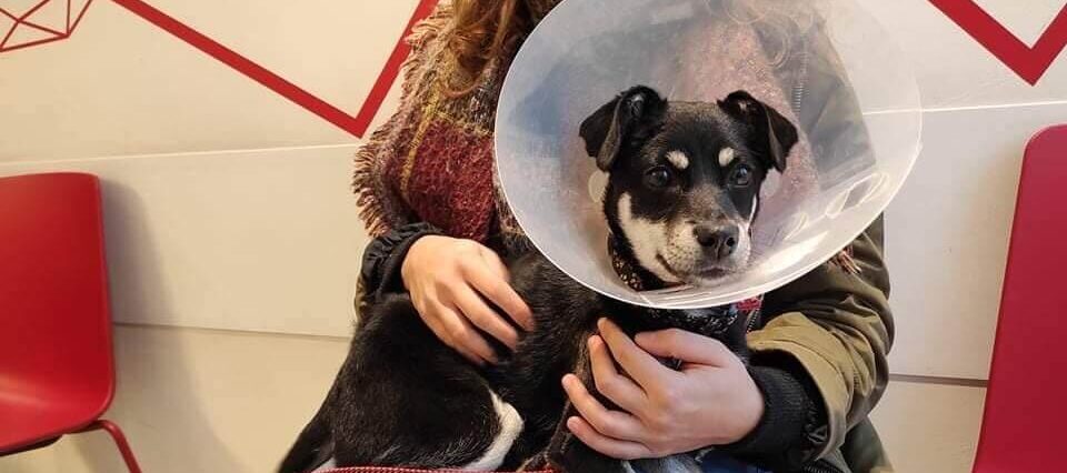 Nowodworskie spacery. Szansa na adopcje dla psów ze schroniska. Każdy może pomóc zwierzakowi. Jak to działa? 2 Opieka medyczna psa ze schroniska