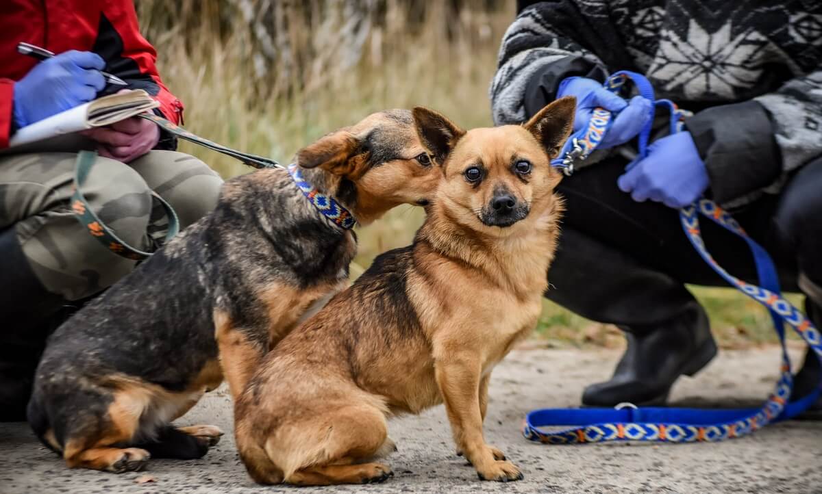 Nowodworskie spacery. Szansa na adopcje dla psów ze schroniska. Każdy może pomóc zwierzakowi. Jak to działa? 3 Psy ze schroniska