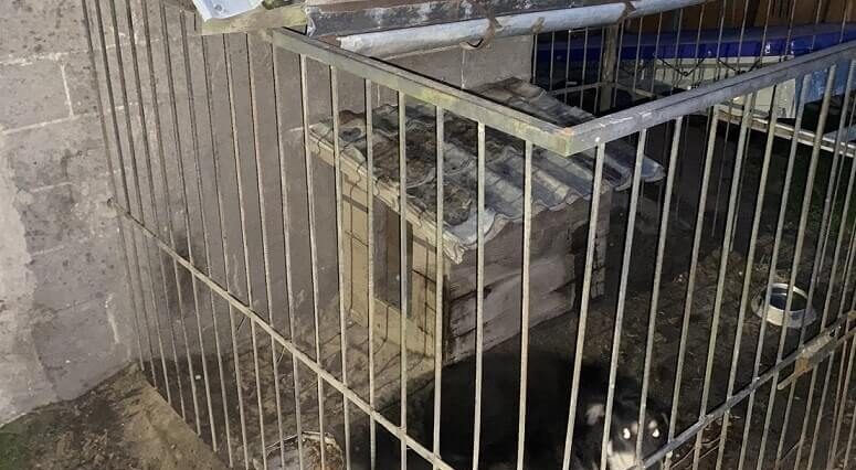 Pies pogryzł dwie kobiety, które wybrały się na spacer. Zwierze było nieprawidłowo zabezpieczone 2 Pies wydostał się z kojca