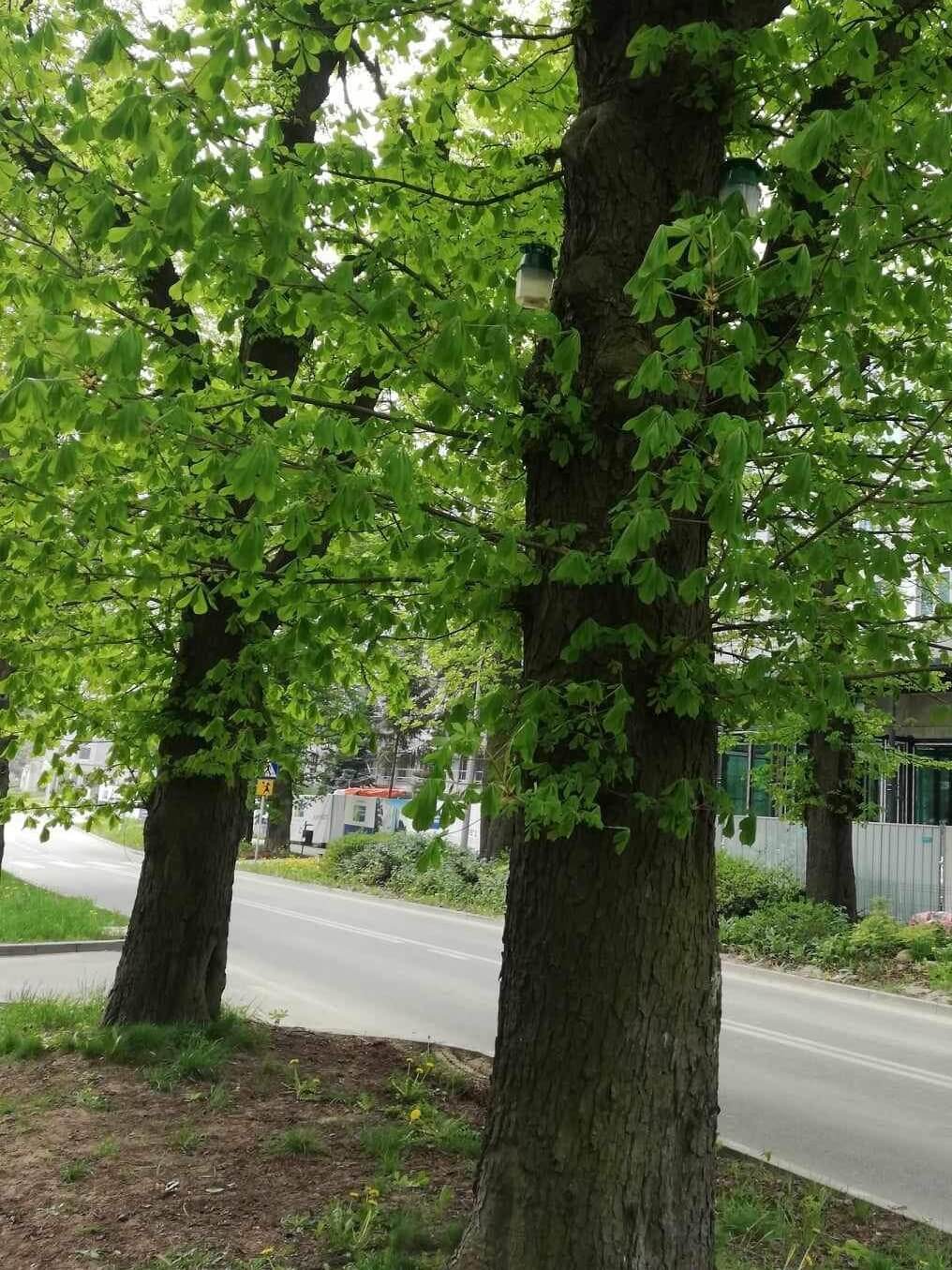 Na miejskich kasztanowcach białych pojawiły się pułapki 4 Pułapki na kasztanowcach przy ul. Spadochroniarzy