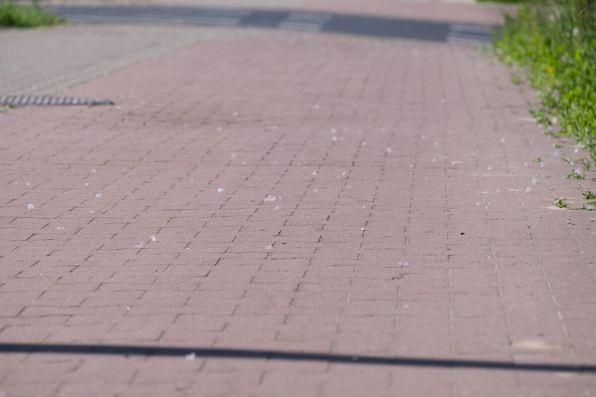Biały puch z drzew. Jest go pełno w powietrzu! Co to takiego? 2 Biały puch na chodniku