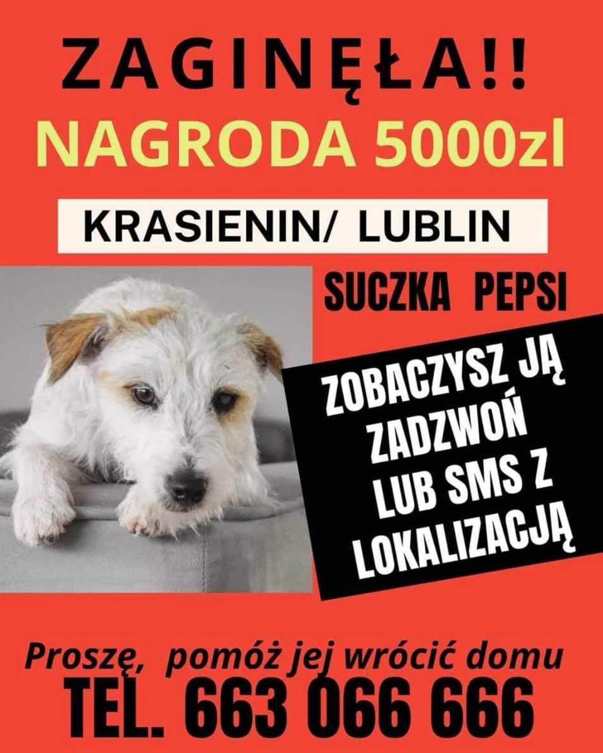 Zaginęła suczka Pepsi. Dla znalazcy 5000 zł nagrody 2 Nagroda 5 tys. zł za odnalezienie suczki Pepsi