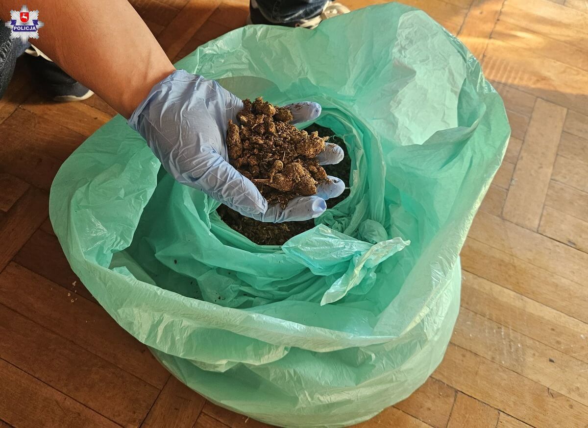 Kryminalni z Lublina i Poznania likwidują duży magazyn narkotyków 4 Marihuana w worku