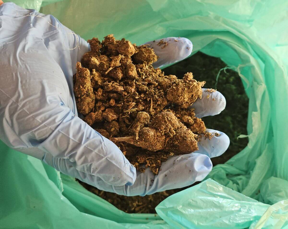 Kryminalni z Lublina i Poznania likwidują duży magazyn narkotyków 3 Marihuana w worku