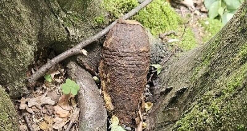 Niebezpieczne znalezisko w lesie z II wojny światowej w Rokitnie 1 Pocisk moździerzowy z II WŚ