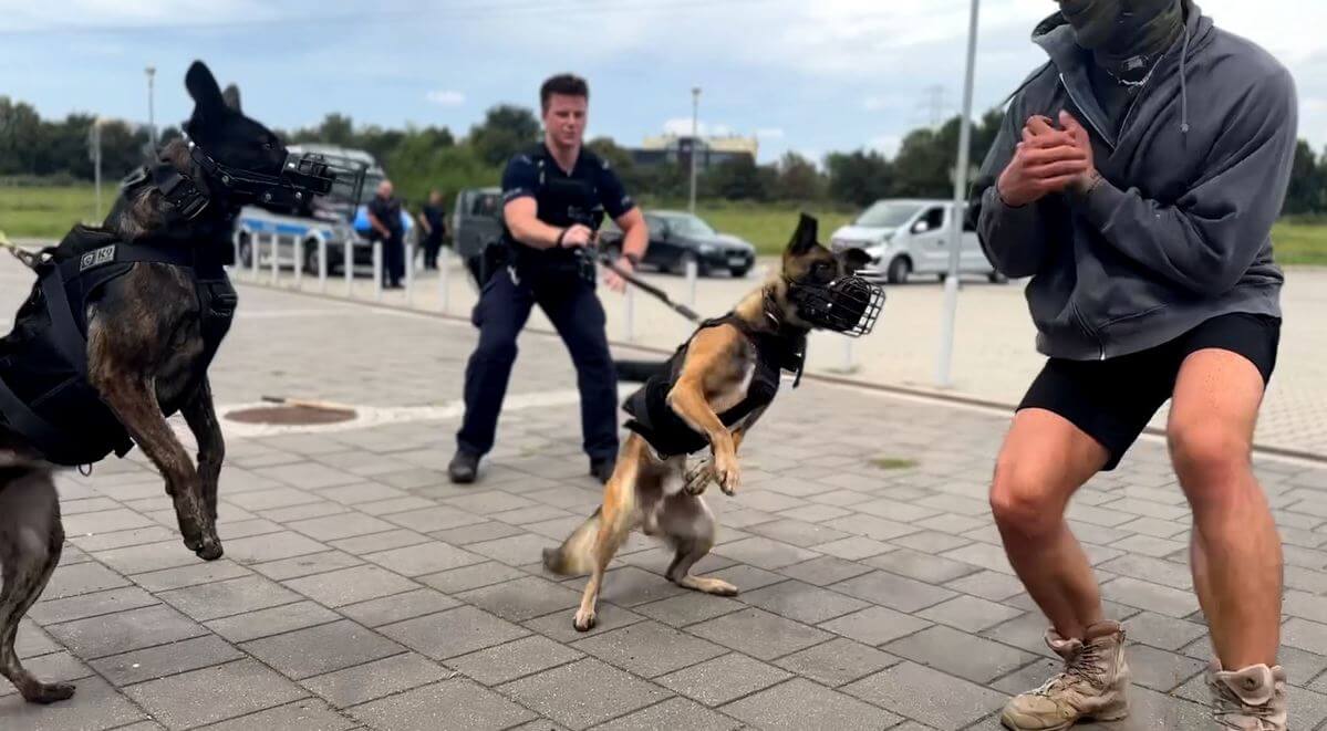 Szkolenie policyjnych psów na Arenie Lublin. Saget, Skil, Sadar, Saldo, Saber i Szeld wspierają lubelską policję 3 szkolenie policyjnych psów