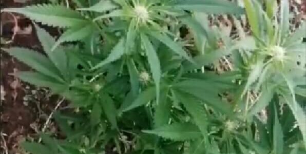 W szafie zamiast ubrań marihuana. 25-latek suszył krzaki. Grozi mu 10 lat więzienia 1 Marihuana w domu