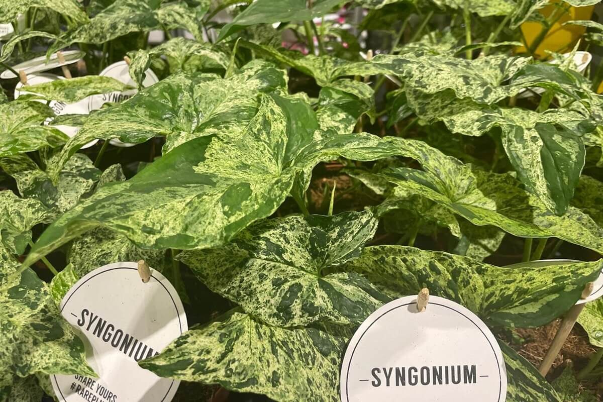 Syngonium 'Mottled Mojito' w ofercie Festiwalu Roślin