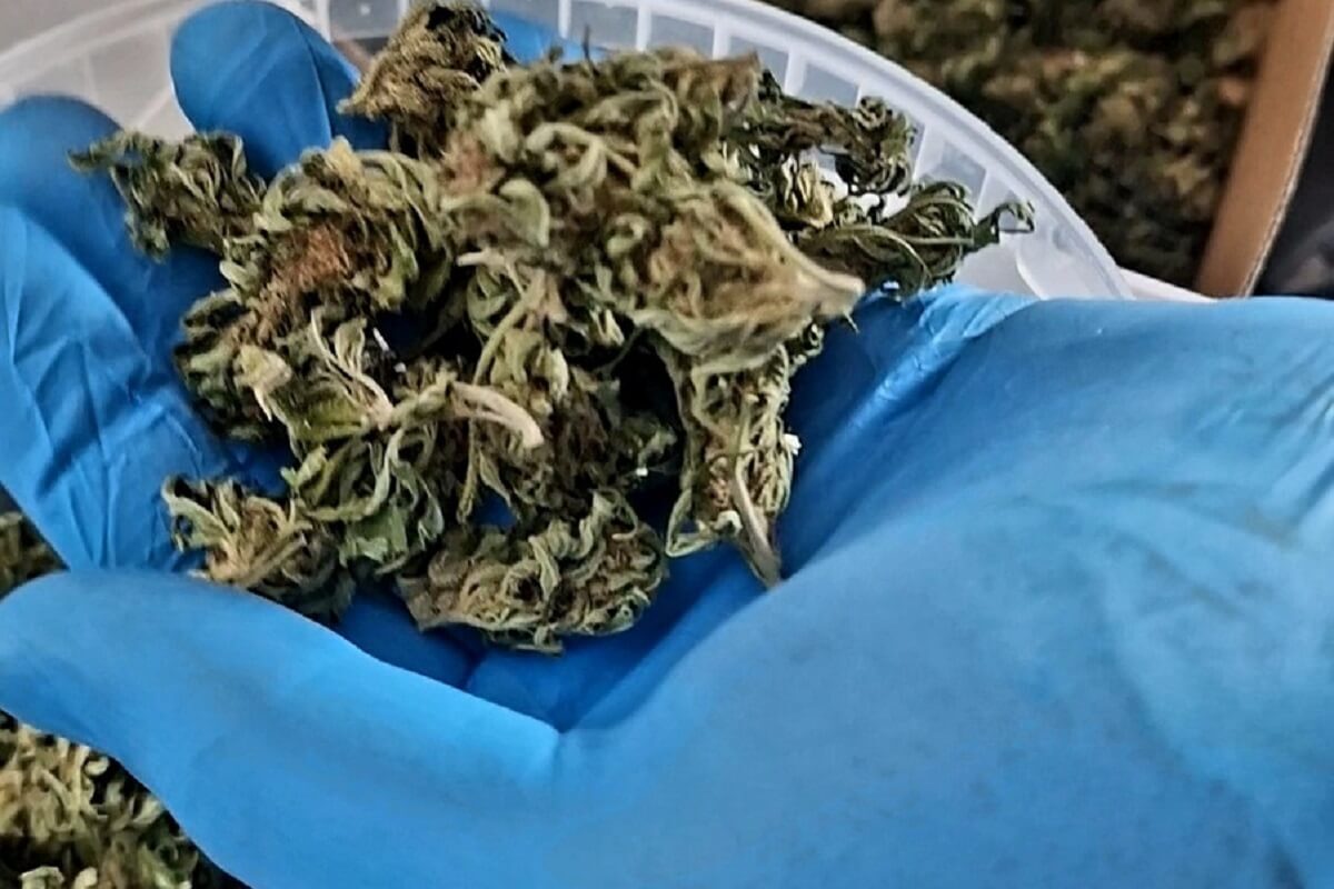 Amfetamina, marihuana, skradzione części i zakaz prowadzenia pojazdów. Mnóstwo zarzutów dla 42 latka 2 Rękawica z marihuaną