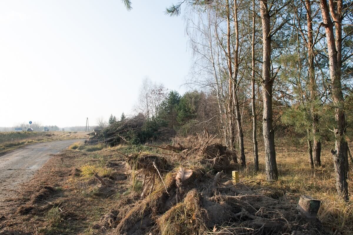 Śmierć przy wycince drzew. Pień przygniótł 51-letniego mężczyznę 1 Wycinka drzew pod budowę S19 Lublin - Lubartów