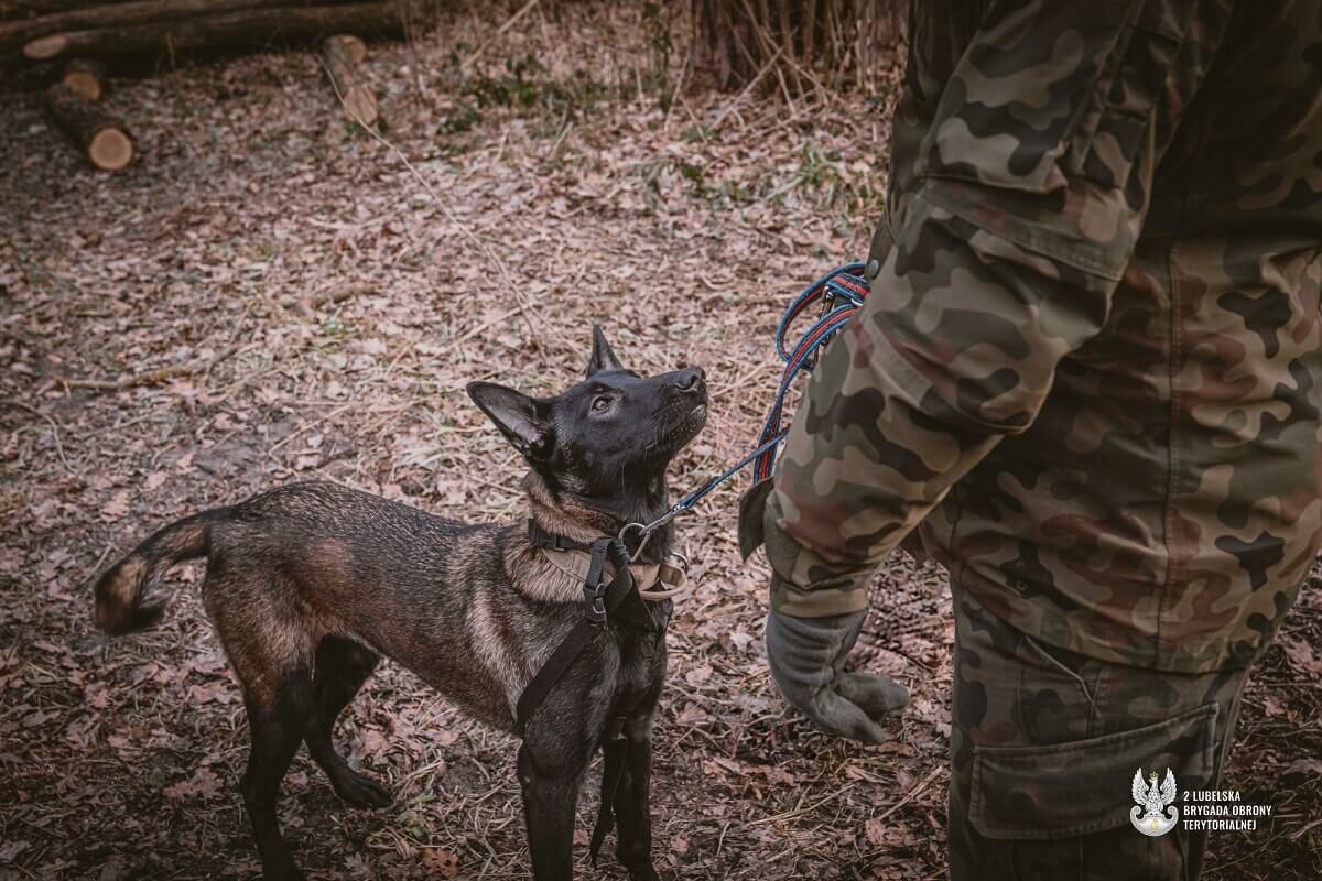 Terytorialsi i psy ratownicze w akcji. Lubelska Grupa K9 doskonali swoje umiejętności 2 Grupa K9 2 LBOT
