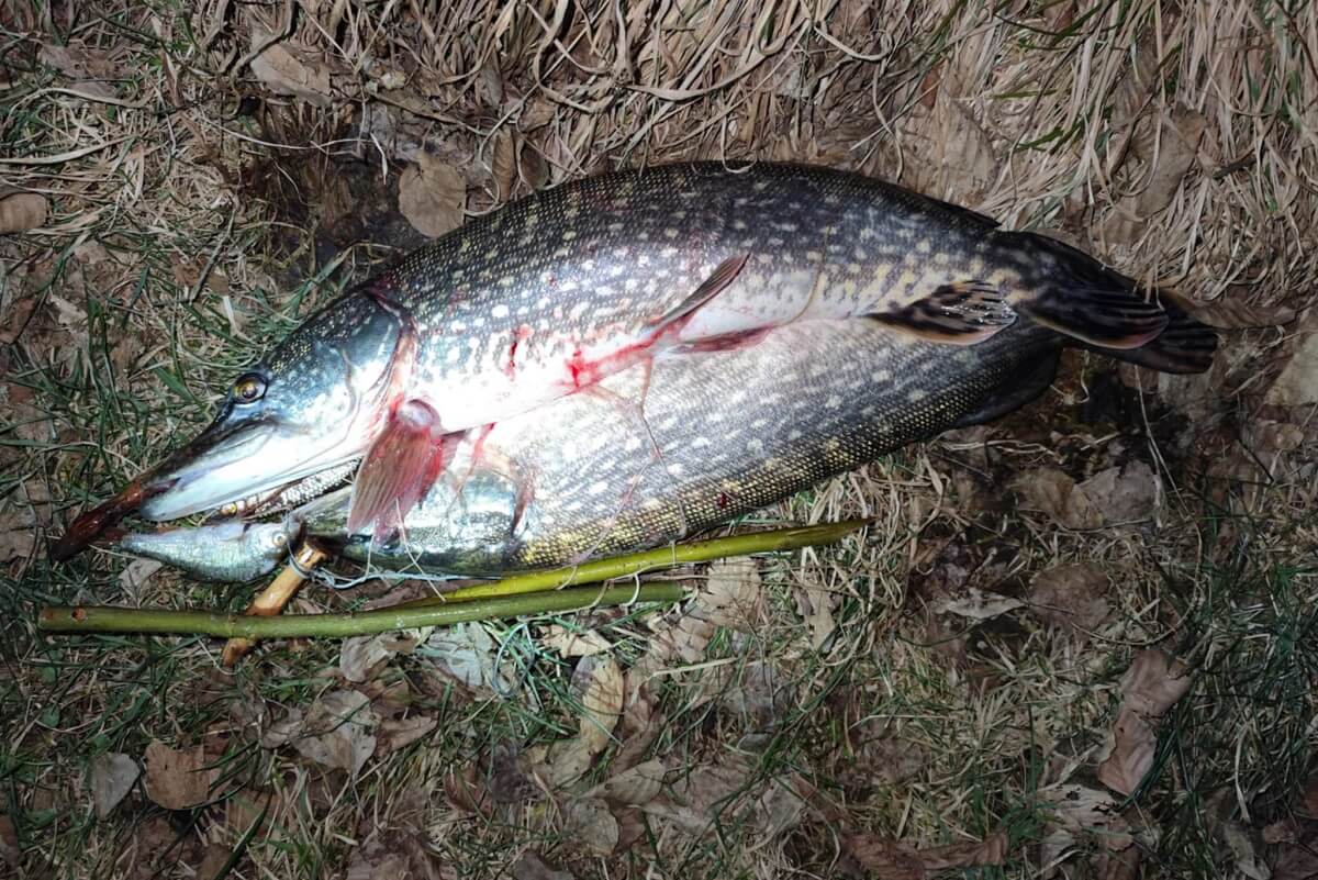 Nielegalny połów na zbiorniku wodnym. Kłusownik wyłowił 6kg szczupaka. Przyłapano go na gorącym uczynku 2 Ryba okaleczona w wyniku połowu