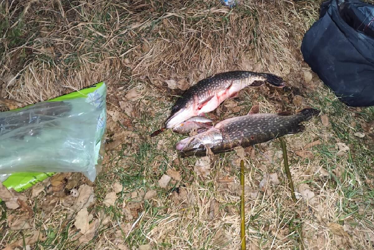 Nielegalny połów na zbiorniku wodnym. Kłusownik wyłowił 6kg szczupaka. Przyłapano go na gorącym uczynku 1 Nielegalnie poławiane szczupaki