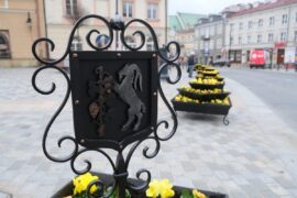 bratki w nowych donicach przed brama krakowska 1
