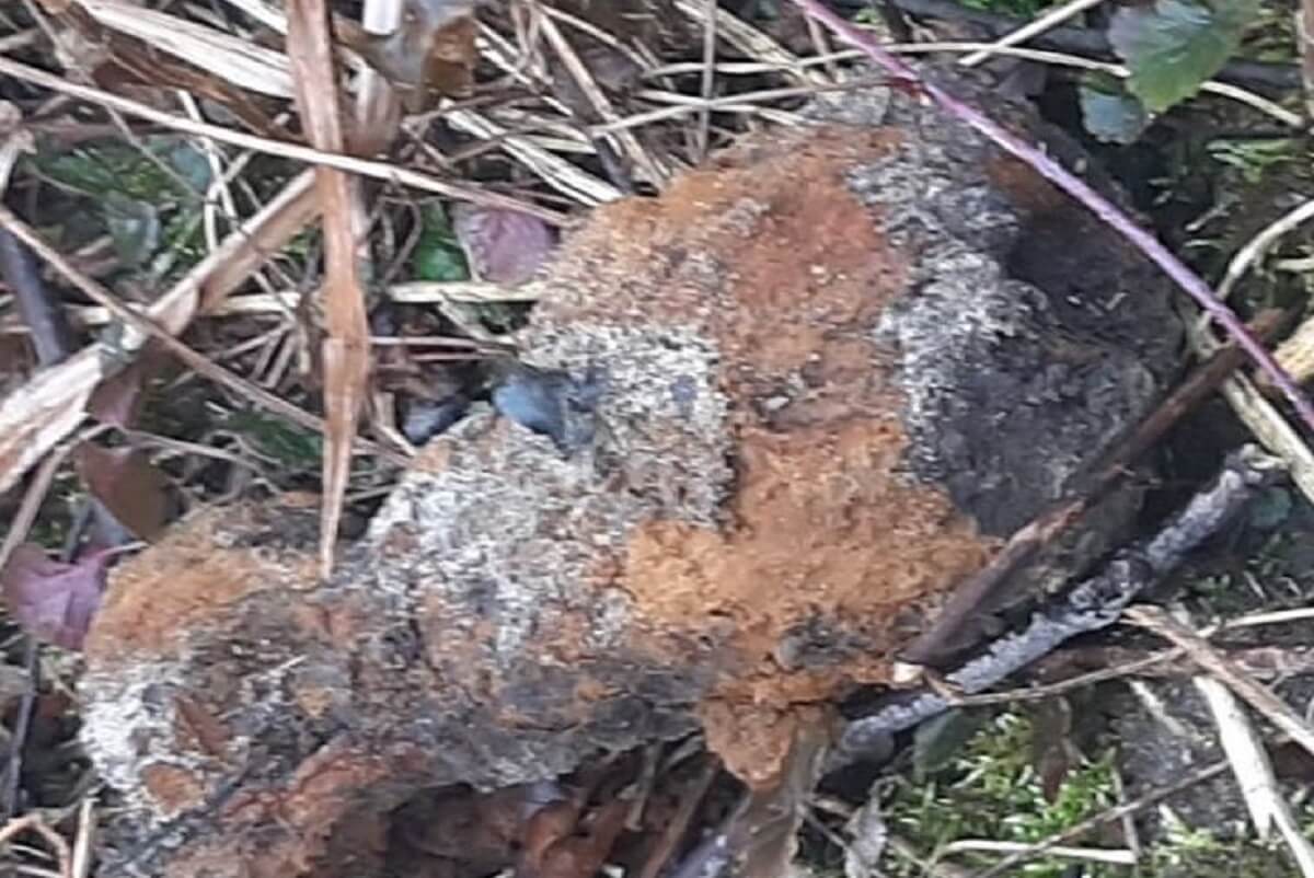 Saperzy interweniowali do niewybuchów. Kilka niebezpiecznych znalezisk w ziemi 1 Niewybuch znaleziony w lesie