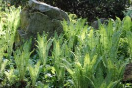 ogrod botaniczny umcs