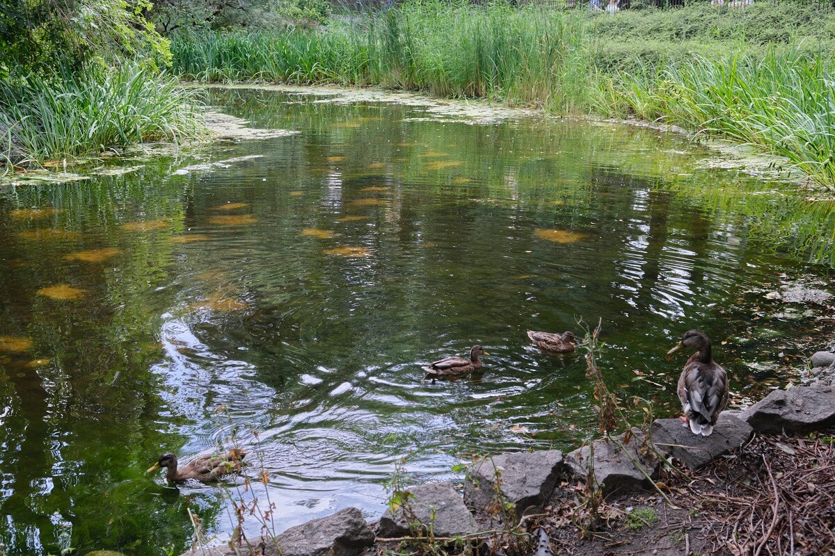 Ogród Saski, czyli najstarszy park w Lublinie 2 Park Saski - kaczki