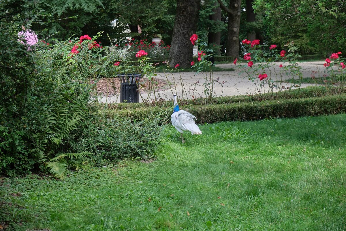 Ogród Saski, czyli najstarszy park w Lublinie 5 Tereny zielone w Ogrodzie Saskim