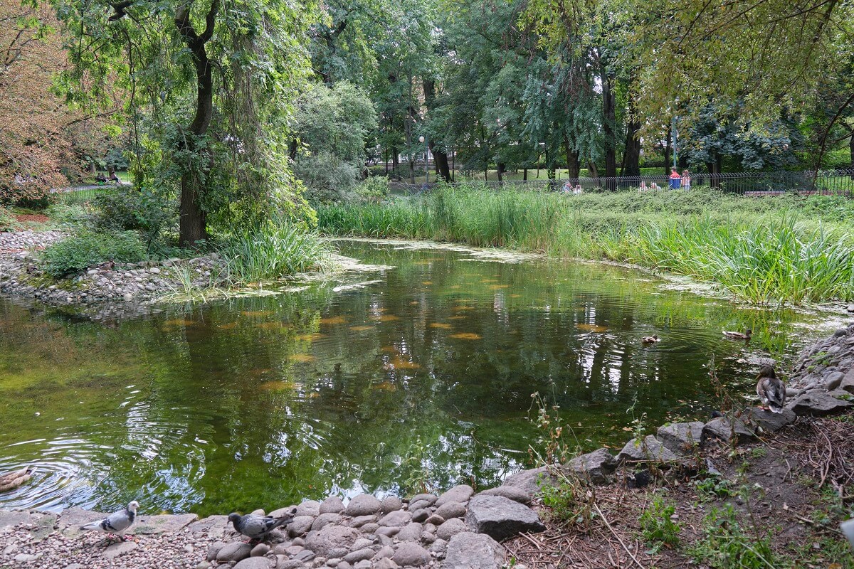 Ogród Saski, czyli najstarszy park w Lublinie 3 Sadzawka w Ogrodzie Saskim