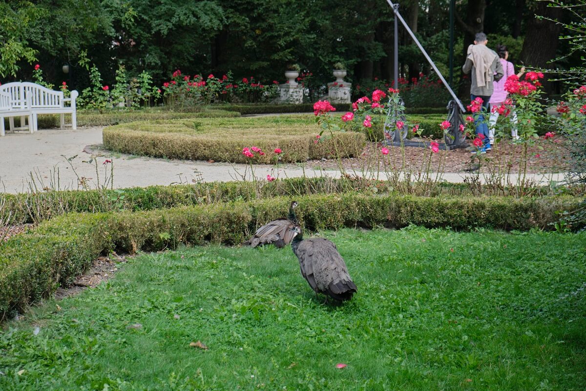 Ogród Saski, czyli najstarszy park w Lublinie 8 Pawie w Ogrodzie Saskim