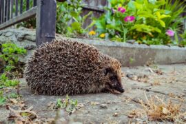 AdobeStock 560868011