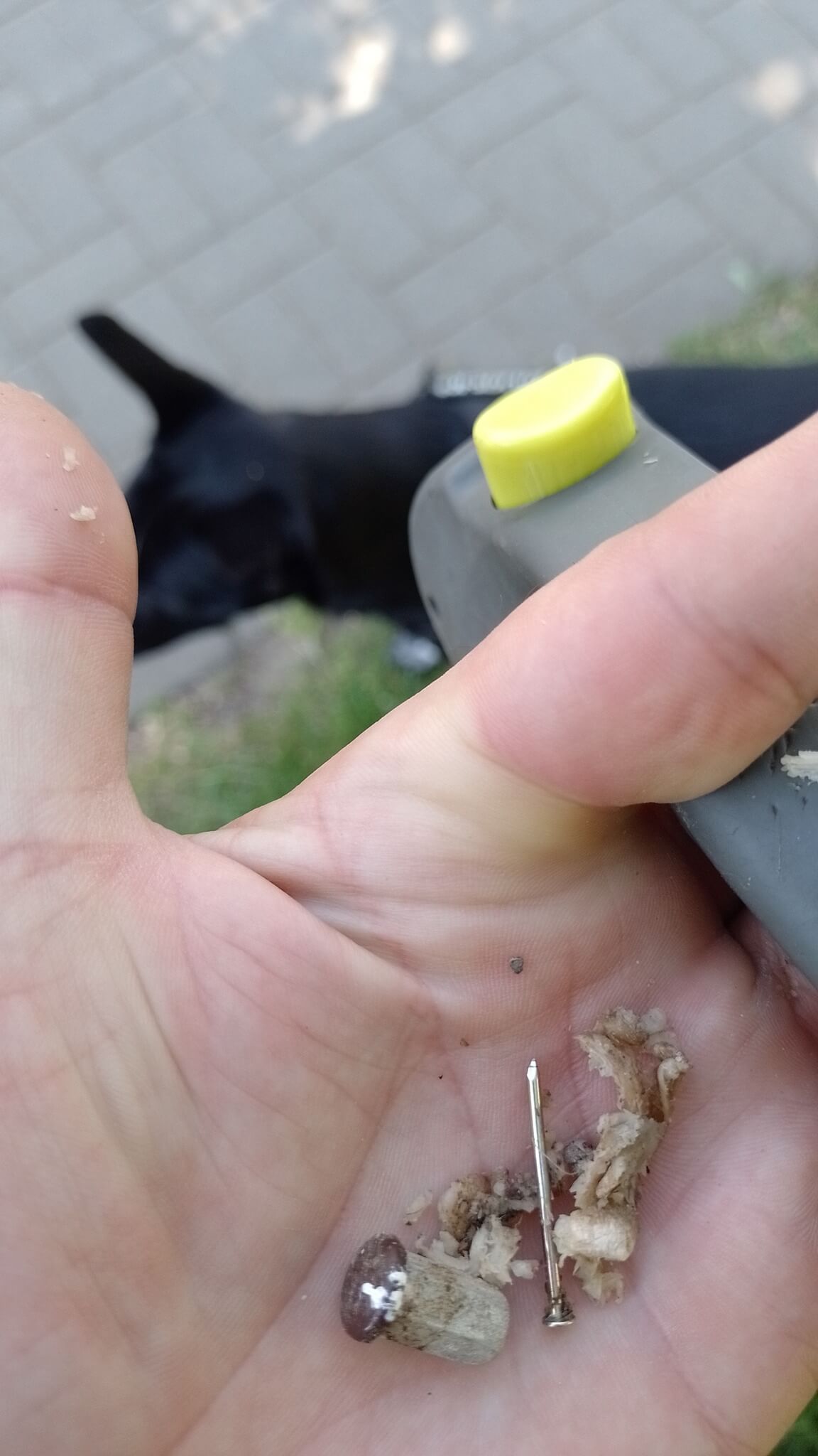 Gwoździe, drut i kawałki metalu w mięsie rozrzuconym na trawniku. Mieszkaniec ostrzega właścicieli psów (zdjęcia) 5 Mięso nafaszerowane gwoździem i kawałkiem metalu