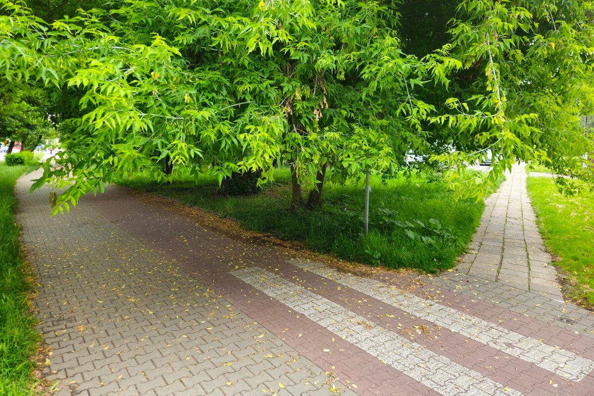 Chwila nieuwagi i możesz zostać zmieciony z roweru lub hulajnogi (zdjęcia) 4 Gałęzie opadające na ścieżkę rowerową na al. Andersa