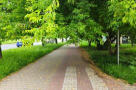 galezie zwisajace nad sciezka rowerowa 46669831bcad