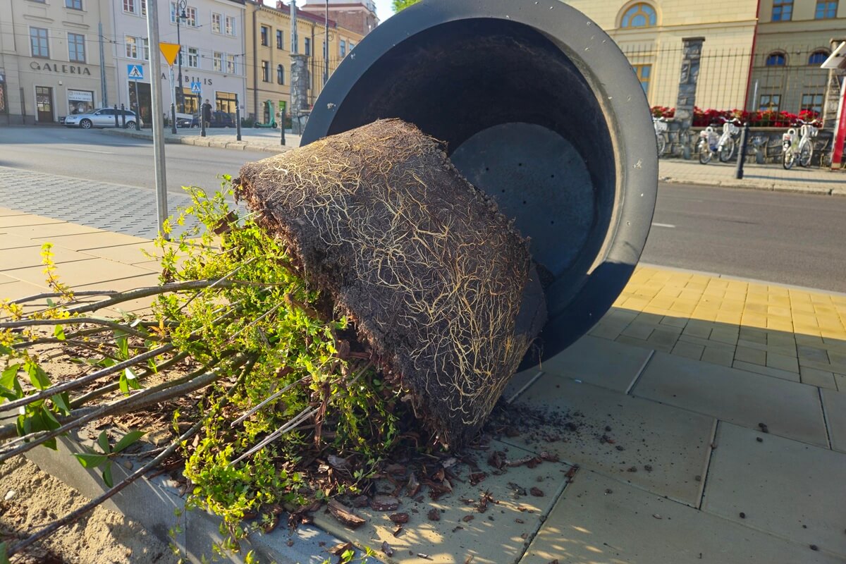 Nocny akt wandalizmu w centrum Lublina. Młodzi mężczyźni przewrócili ogromne donice z drzewami (zdjęcia) 6 Przewrócone donice z drzewami na ul. Bajkowskiego w Lublinie